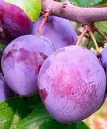 Саджанець Agro-Market Слива Валевська (осінній сорт, пізній термін дозрівання) 1 шт. в упаковці (39968)