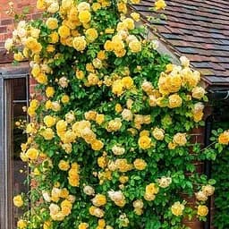 Роза плетистая Agro-Market Фокстрот саженец класса АА+ высший сорт 1 шт. в упаковке (178142)