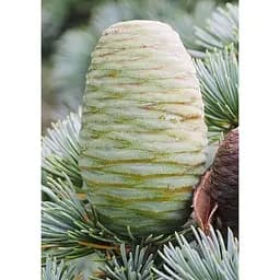 Саджанець Agro-Market Кедр Атласский (Cedrus Аtlantica) (50699) - мініатюра 2