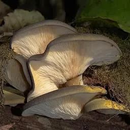 Міцелій на дубових брусочках "Глива пізня" 10шт (45246)