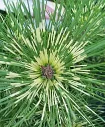 Саджанець Agro-Market Сосна японська густоквіткова Oculus Draconis С10 висота 120-130 см 1 шт. в упаковці (183029)