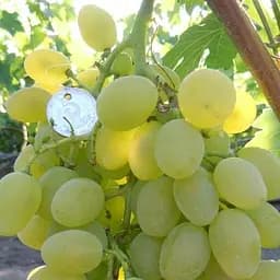 Саженец Agro-Market Виноград Большой Билли (ранний срок созревания, большой, сладкий) 1 шт.
