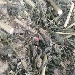 100 г злинка канадська/заткни гузно трава сушена - свіжий урожай