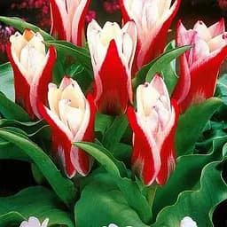 Саженец Agro-Market Тюльпан Ancilla 3 шт.