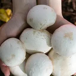 Сухий зерновий міцелій «Печериця королівська біла» 10г (45507)