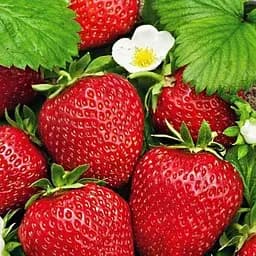 Саджанець Agro-Market Полуниця ремонтантна Червона мрія (преміальний сорт) 5 шт. в пакуванні (44560)