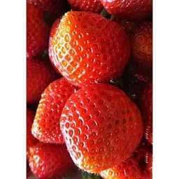 Саджанець Agro-Market Полуниця Бурбон 5шт (ремонтантний сорт) (44705) - мініатюра 3