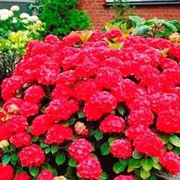 Саженец Agro-Market Гортензия крупнолистая Red Angel (45338)