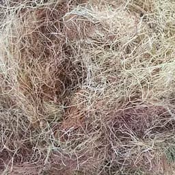 100 кукурузные рыльца сушеные - свежий урожай