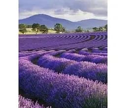 Саджанець Agro-Market Лаванда англійська вузьколиста Дварф Блю (Dwarf Blue) 1шт в упаковці (50817) 1 шт. в упаковці