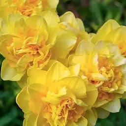 Нарцисс "Sherborne" (186341) 2 шт