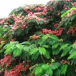 Саджанець Agro-Market Альбіция зелена Ленкоранська (красивоквітуча, дуже ароматна) (42995)