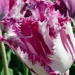 Тюльпан "Purple Circus" (186263) 2 шт