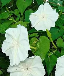 Насіння Весна Іпомея біла Мун Лайт (у банці) 4 г (46910)