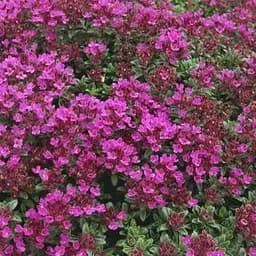 Саджанець Agro-Market Чебрець Creeping Red (50808) 1 шт в упаковці