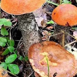 Сухий зерновий міцелій "Красноголовець звичайний" 100г (45195)