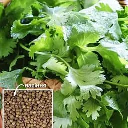 Кориандр Весна Бородинский 500 г (49287)