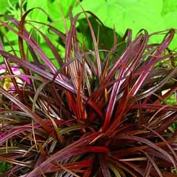 Унцінія "Rubra" (вазон Р9) (188875) 1 шт в упаковці