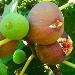 Саджанець Agro-Market Інжир коричнево-зелений Голіаф (Goliath) (преміальний, великоплідний, морозостійкий) 1 саджанець в упаковці (50386) 1 шт. в упаковці