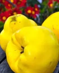 Саджанець Agro-Market Айва ніжно-жовта Мудра (Wise) (преміальний, морозостійкий сорт) (47384) 1 шт. в упаковці - мініатюра 3
