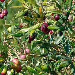 Оливкове дерево Agro-Market Olivia вазон C2 187080 1 саджанець в упаковці кімнатний