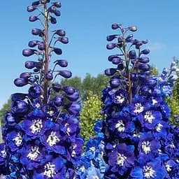 Саджанець Agro-Market Дельфініум махровий Blue Bird (72150)