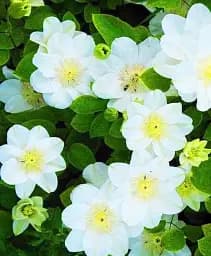 Клематис Agro-Market Guernsey повторноквітучий сорт cream 1 саджанець в упаковці (15852) - мініатюра 2