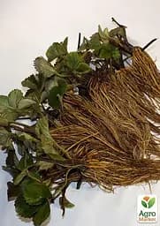 Саджанець Agro-Market Полуниця Білий швед (середній термін дозрівання, один з найбільш незвичайних сортів) 5 шт. в пакуванні (25730) - мініатюра 3