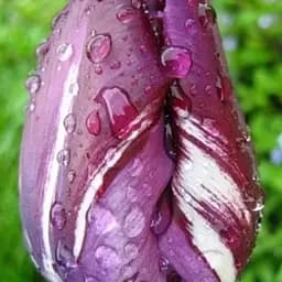 Тюльпан "Hotpants" (186309) 2 шт