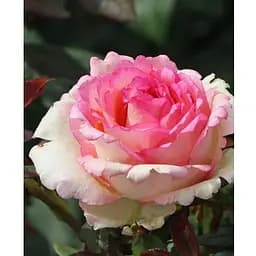 Роза в контейнере чайно-гибридная "Souvenir de Baden-Baden" (садник класса АА+) (185753) 1 саженец