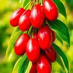 Кизил "Николка" (великоплодный средний срок созревания) (187704) 1 саженец