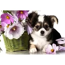 Алмазна мозаїка Чарівний діамант Пробудження зі стразами на підрамнику 20х30 см (1851951162)