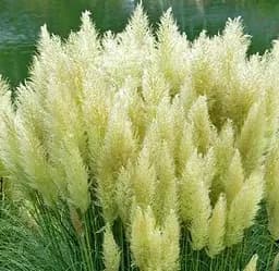 Саджанець Agro-Market Кортадерія Срібляста Evita (пампасна трава) (136933) 1 шт. в упаковці