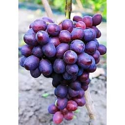 Саджанець Agro-Market Виноград Пам'яті Вчителя (сверхранний термін дозрівання, ягоди не тріскаються і дуже великі) 1 шт. в упаковці (25533)