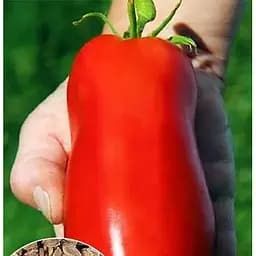 Насіння Весна на вагу Томат Перцевидний Гігант ціна за 1 г (46367)