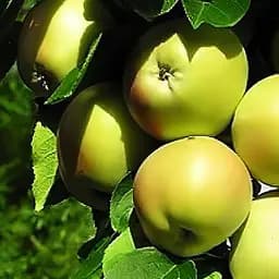 Саджанець Agro-Market Яблуня колоновидна Болеро укорінена в контейнері (саджанець 2 роки) (153133)