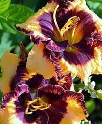 Саджанець Agro-Market Лілійник Open My Eyes (49694)