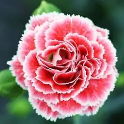 Гвоздика Махрова Scent First "Coral Rif" (188443) 1 саженец