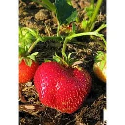 Саджанець Agro-Market Полуниця Мармелада (Marmolada) 5шт (середній термін дозрівання, сорт стійкий до різних захворювань) (37068) - мініатюра 4