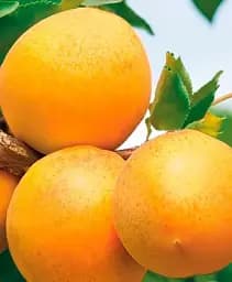 Саджанець Agro-Market Абрикос Сюрприз (літній сорт, середній термін дозрівання) 1 шт. в упаковці (178188)