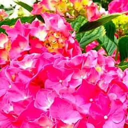 Саженец Agro-Market Гортензия крупнолистая розовато-красная Ситилайн Париж (Hydrangea macrophylla Cityline Paris) (177064)