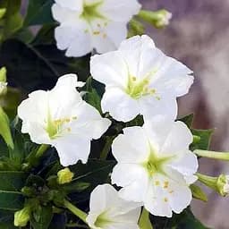 Мирабилис белый (в банке) ТМ "Весна Органик" 5г (46743)