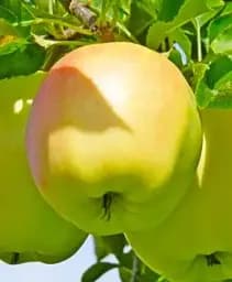 Саджанець Agro-Market Яблуня Місяць Голд (зимовий, суперсолодкий сорт) 1 шт. в упаковці (52968)