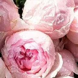Роза флорибунда Agro-Market Peony Pink Пионы Пинк 1 шт. в упаковке (51249)