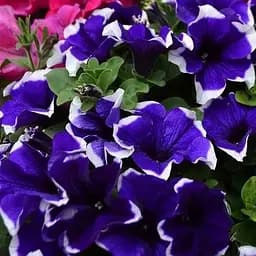 Петуния ампельная Crazytunia "Blue Picotee" (189793) 1 саженец