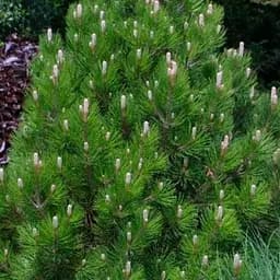 Сосна щеплена Agro-Market 2-х річна білокора Compact Gem С2 висота 25-30 см 187453 1 саджанець в упаковці