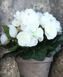 Клубень Agro-Market Бегония Махровая Белая 1 шт. (19634)