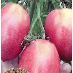 Насіння Весна на вагу Томат Рожевий фламінго ціна за 1 г (32280)