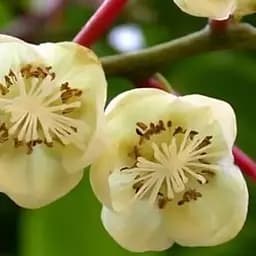 Саджанець Agro-Market Актинідія Запилювач, Дон Жуан (один саджанець запилює до 5-6 рослин! Чоловіча квітка) 1 саджанець (20748)