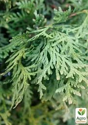 Саджанець Agro-Market Туя західна Pyramidalis Compacta горщик P9, 1 шт. в упаковці (176611) - мініатюра 2